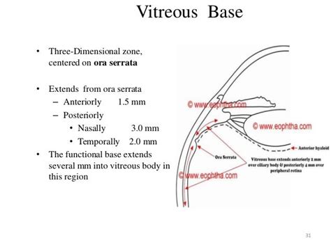 Anatomy Of The Vitreous Body