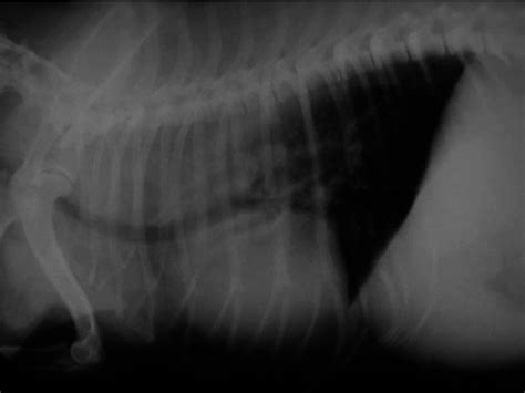 Survey Thoracic Radiographs Of A Dog With Megaesophagus Download