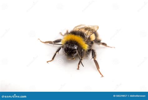 A Bumble Bee On A White Background Stock Image Image Of Animal Macro