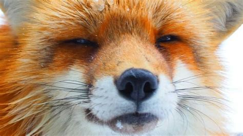 Pin By Efox Moshi On Aesthetic Gen Japanese Fox Fox Face Animals