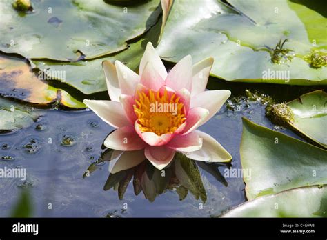 Pink Water Lilies On A Pond Nymphaeaceae Stock Photo Alamy