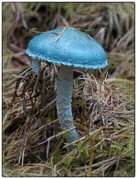 Stropharia Aeruginosa Commonly Known As The Verdigris Agaric ~ By Cor