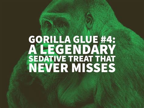 Gorilla Glue 4 A Legendary Sedative Treat That Never Misses