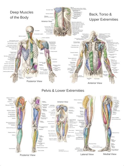 3 Human Muscle Anatomy Poster Anterior Posterior And Deep Layers 20