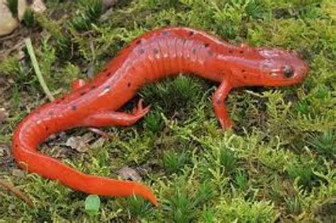 Interesting Salamander Facts My Interesting Facts