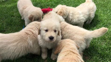 Golden Retriever Puppies Playing Youtube