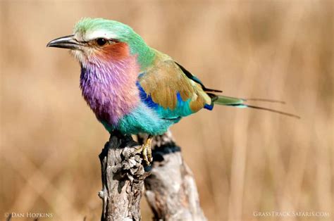 African Birds The Lilac Breasted Roller Grass Track Safaris