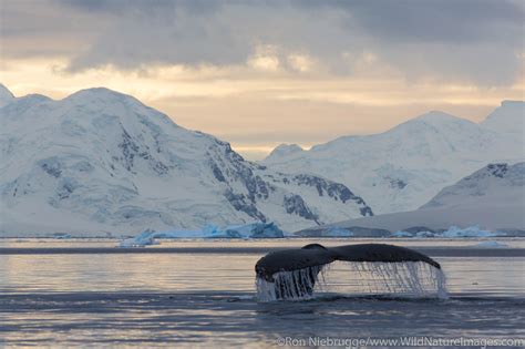 Humpback Whale In Wilhelmina Bay Antarctica Photos By Ron Niebrugge