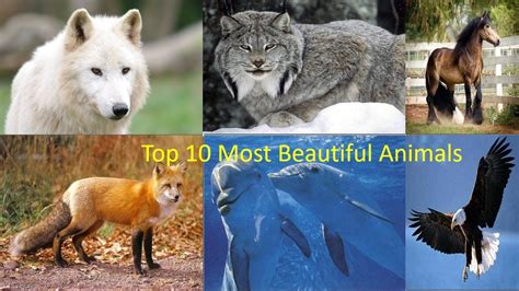 Top 10 Most Beautiful Animalsmost Beautiful Animals In