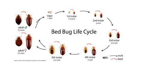 Bed Bug Life Cycle And How To Get Rid Of Them Quickly