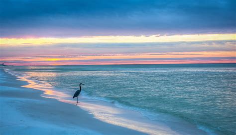 Heron On Florida Gulf Coast Beach Beaches Herons Nature Birds Hd