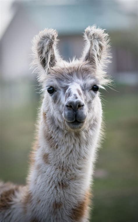 Pretty Animals Pictures Llamas Cute Large Animals World