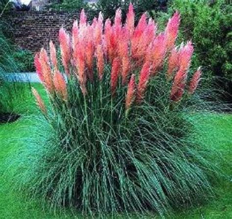 CORTADERIA SELLOANA Pampas Grass Pink 25 Seeds Or White Etsy Canada