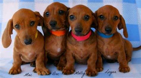 48 Dachshund Puppies Wallpaper On Wallpapersafari