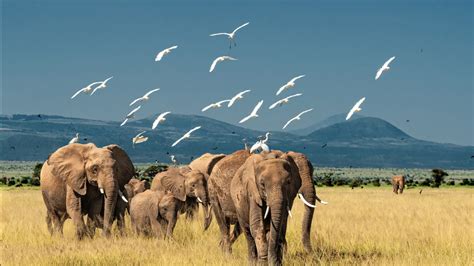 Elephants Are Walking On Green Grass Hd Elephant Wallpapers Hd