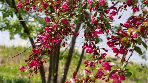7 Small Flowering Trees For Small Spaces Bogan Tree Service