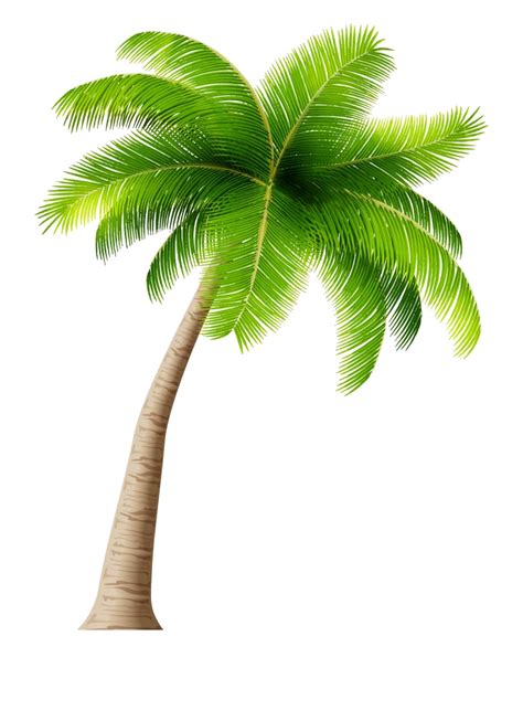 Tropical Palm Tree Download Free Png Png Play