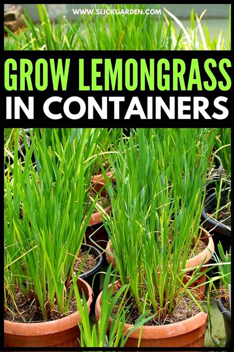 How To Grow Lemongrass A Complete Guide