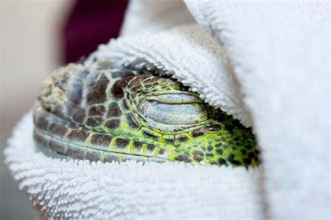 The Doctor Will See Your Iguana Now The New York Times