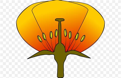 Interactive anatomical atlas of the head, brain, and neck based on anatomical diagrams and ct and mri medical imaging exams. Parts Of A Flower Diagram Clip Art, PNG, 600x527px, Parts ...