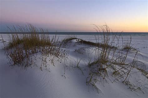 Winter Oats By Bill Chambers Pensacola Beach Florida Gulf Breeze