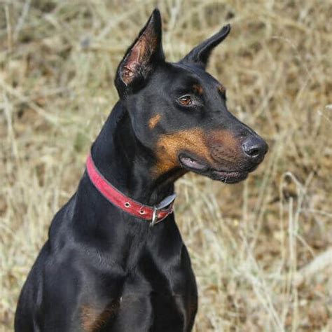 How To Care For Doberman Pinschers Vida Veterinary Care