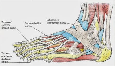 This diagram represents white fibrous tissue of the tendon, vintage line drawing or engraving. Foot And Ankle Tendons And Ligaments - reersheni