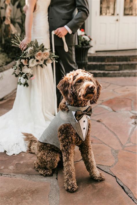 27 Cute Dog Wedding Outfits For Your Best Pal