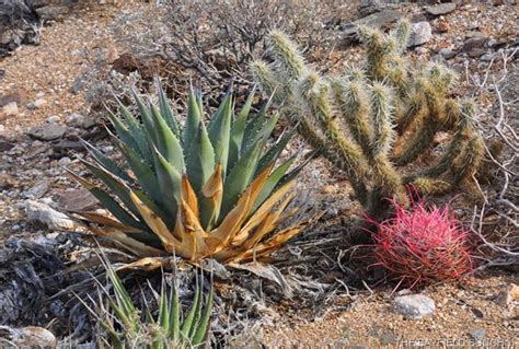 Travel With The Bayfield Bunch Morning Hike In The Yaqui Pass And A