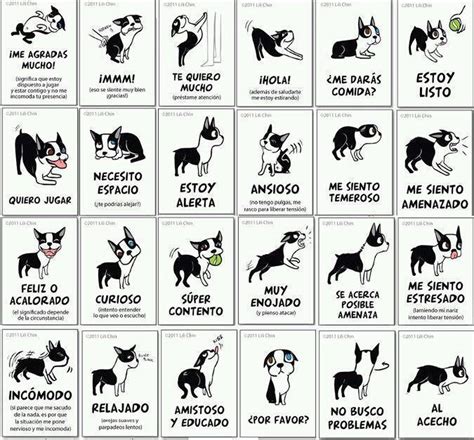 Lenguaje corporal señales que debes conocer de tu perro