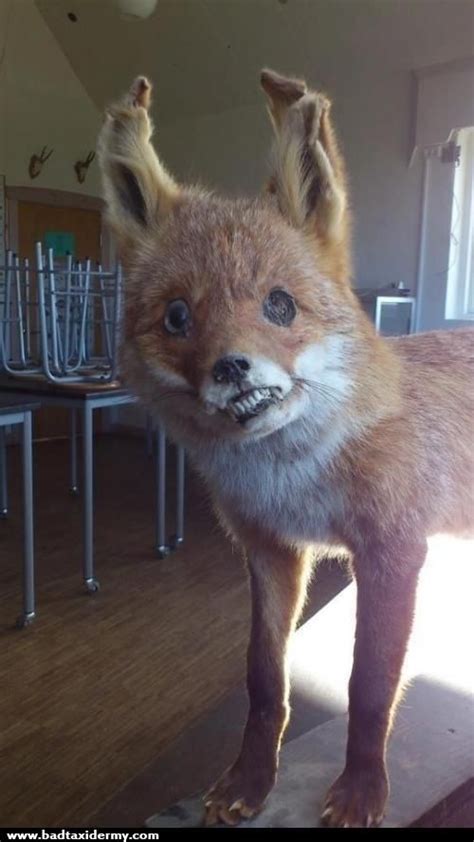 271 Best Images About Terrific And Terrible Taxidermy On Pinterest