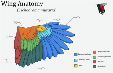 Wing Anatomy By Eden West On Deviantart Wing Anatomy Wings Anatomy