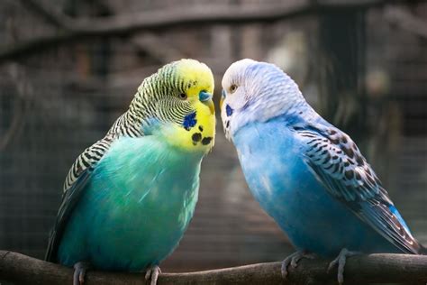 Why Budgies Are Better In Pairs Pethelpful