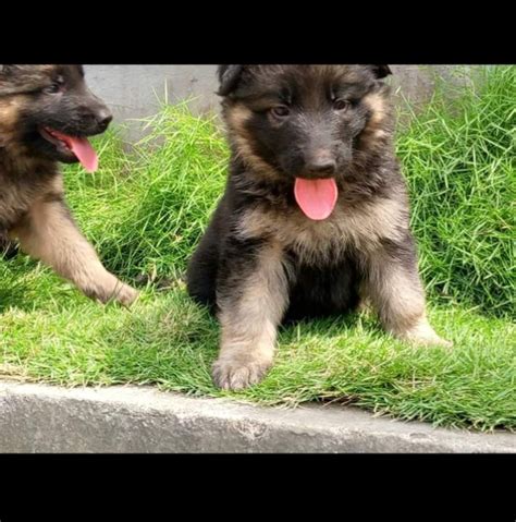 6 Weeks Old Long Coat German Shepherdgsd Pedigree Puppies Pets