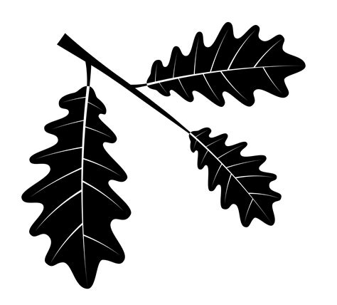 Oak Leaves Black Outline Silhouette Vector Illustration 516318 Vector