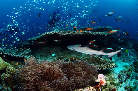 Protect The Maldives Reefs With Marine Biologist Steven