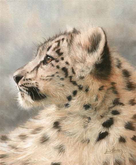 Young Snow Leopard Painting By David Stribbling