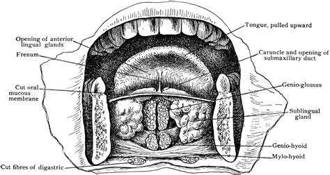 Anterior Part Of Floor Of Mouth Clipart Etc