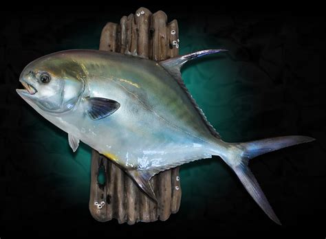 Permit Fish Mounts By Marine Creations Taxidermy