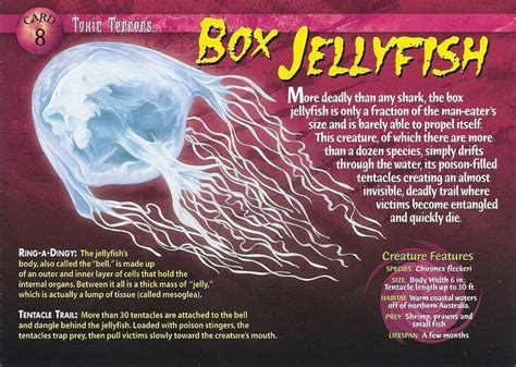Box Jellyfish Weird N Wild Creatures Wiki Fandom Wild Creatures