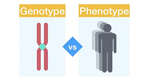 Genotype Vs Phenotype Genetic Education