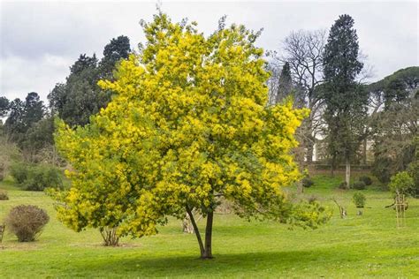 Flowers and dreamcatchers are not my thing. Mimosa, Acacia dealbata - ViVi GREEN