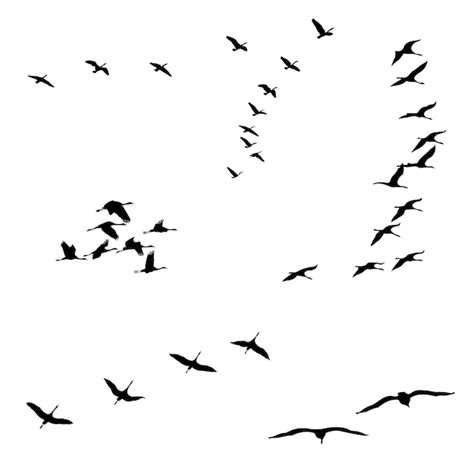 Premium Vector Birds Silhouette Sets Black And White Vector Illustration