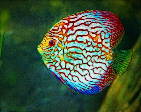 Keep on watching the video to discover more about the 10 most beautiful freshwater fish for for your home aquarium, as well as some of the most colorful. Pin on Ocean Life