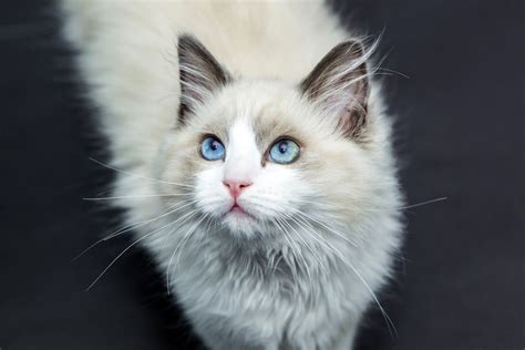 Free Images Pet Kitten Whiskers Vertebrate Ragdoll
