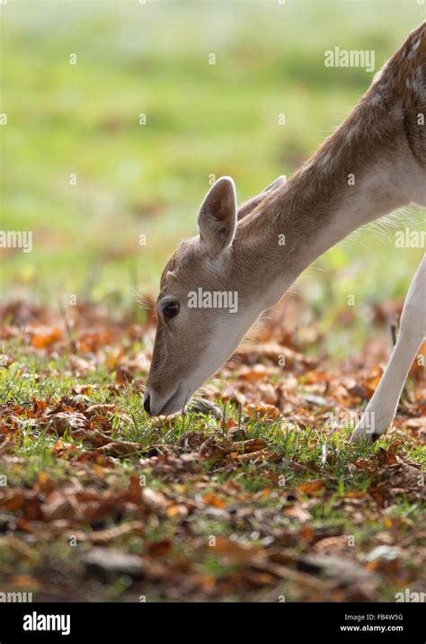 Fallow Deer Doe Grazing Stock Photo Alamy
