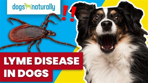 What Does Lyme Disease Look Like In Dogs