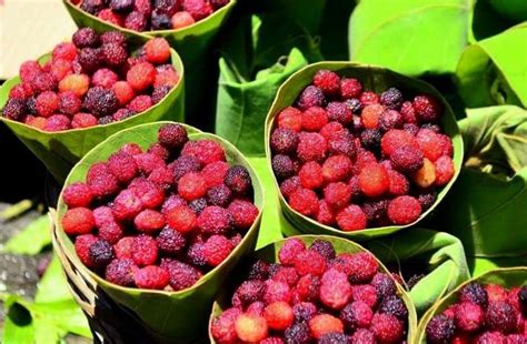 33 (av) the tree is known by his fruit. Kafal Is A Fruit Are Found In Hill Area - ये है देवताओं का ...
