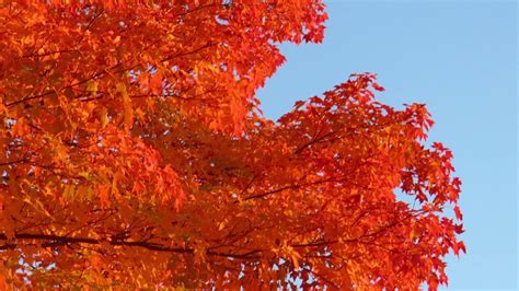 Beautiful Maple Tree In Fall Farmington Connecticut Youtube