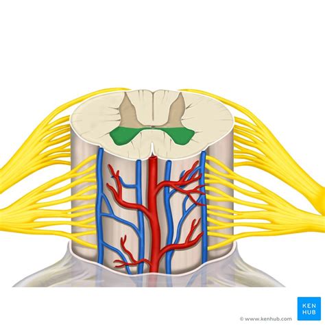 Anatomy Of The Spinal Cord Praxis Spinal Cord Institute